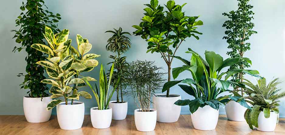 معرفی 5 گیاه آپارتمانی که نگهداری از آن‌ها آسان است