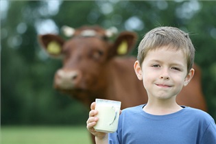احتمال ابتلا به دیابت با مصرف شیر گاو در کودکان زیر یکسال