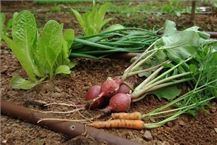 یک ظرف سالاد همراه با نوستالژی کودکی/ این سبزی‌ها را در باغچه بکارید!