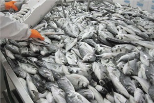 ماهی پرورشی نخورید