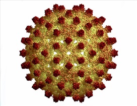 هپاتیت در خانم‌ها چگونه تشخیص داده می‌شود؟/ بیماری خطرناکی با نشانه‌های آنفلوآنزا