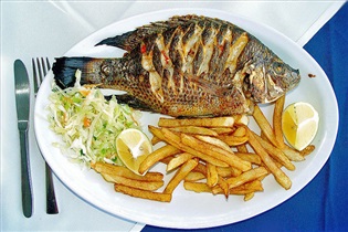 آیا تیلاپیا ماهی خطرناکی است؟/همراه با نکته هایی در مورد ماهی های پرورشی