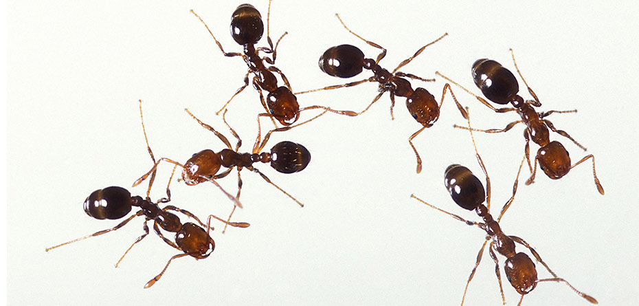 این مورچه ها کرم دارند!