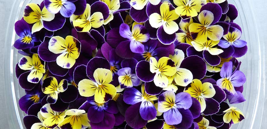گل بهاری با خود سلامتی می‌آورد/ بنفشه و هزارویک خاصیت!