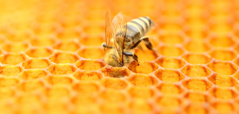 خوردن عسل و ژل رویال + زنبور درمانی در بارداری
