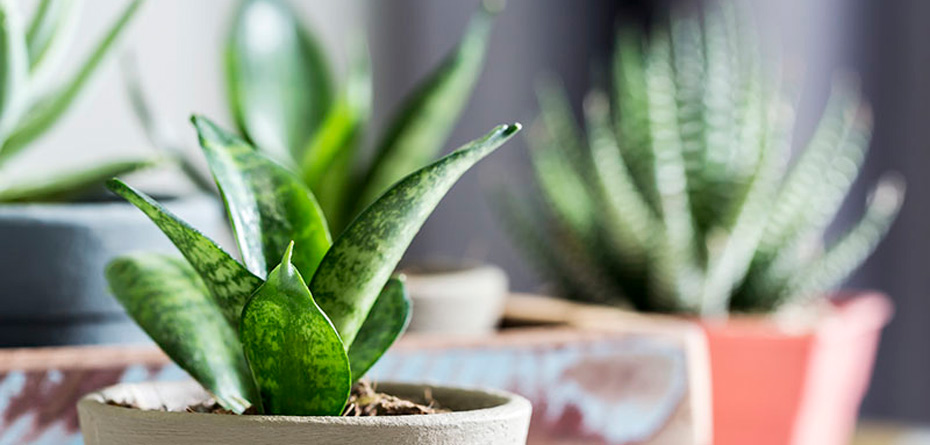 5 گیاه آپارتمانی مناسب برای خانه هایی با نور کم