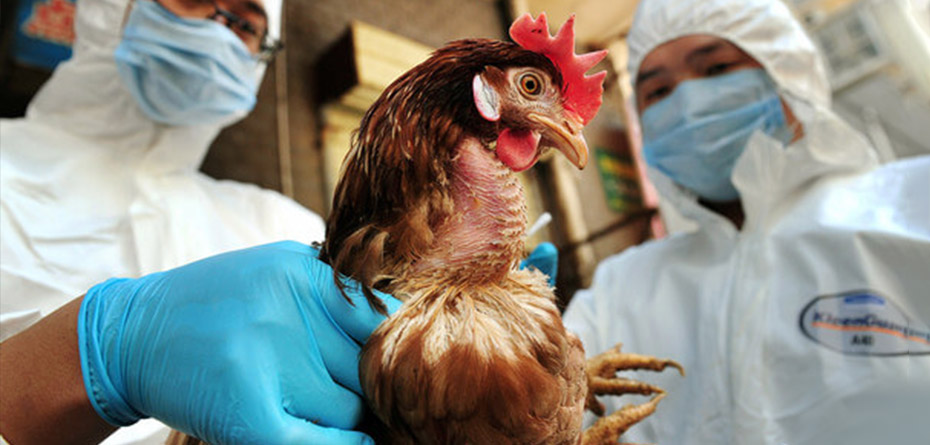 آیا آنفلوآنزای مرغی ما را تهدید می‌کند؟/ 5 نکته مهم برای پیشگیری از بیماری