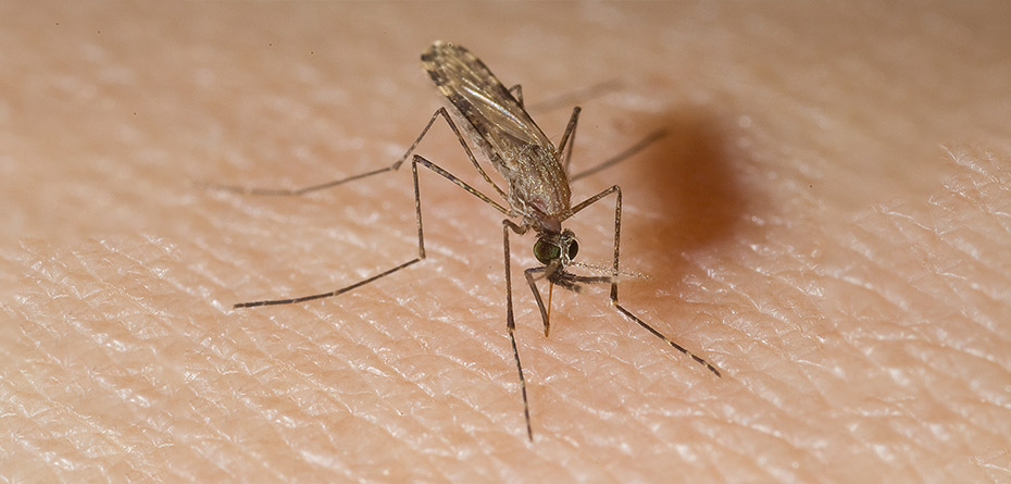 پشه‌ها و حشرات کدام بیماری‌ها را به بچه‌ها منتقل می‌کنند؟ 