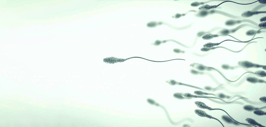  سرنوشت انتخابی برای «اسپرم» یا «تخمک» شدن سلول‌های زایا