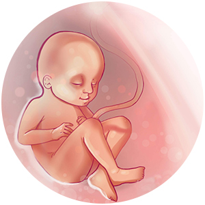 وضعیت جنین در هفته 32 بارداری